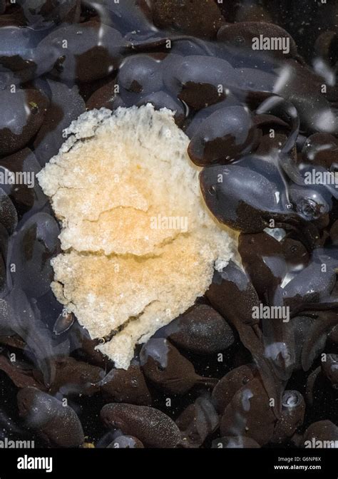 Do Tadpoles Eat Bread