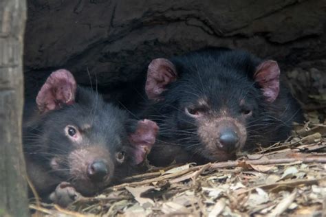 do tasmanian devils live in groups