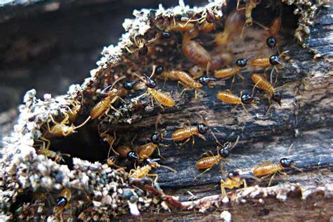 Do Termites Eat Tree Stumps
