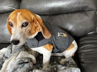 Do Thundershirts Work For Cats