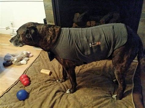 Do Thundershirts Work On Cats