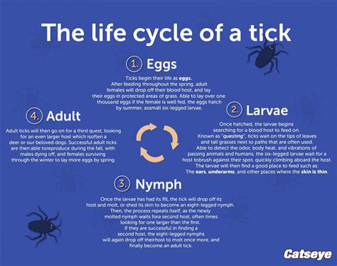 Do Ticks Go Up Trees