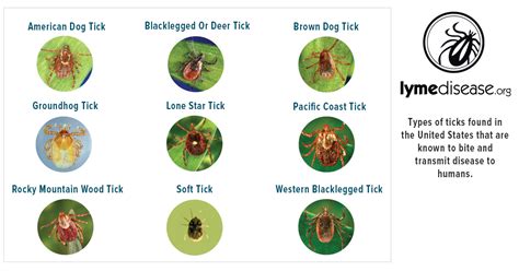 Do Ticks Like Leaves