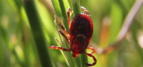 Do Ticks Live In Juniper Trees