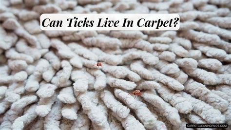 Do Ticks Live On Carpet