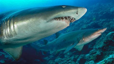do tiger sharks live in freshwater