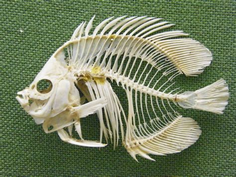 Do Tilapia Fish Have Bones