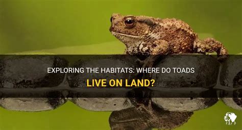 Do Toads Live On Land
