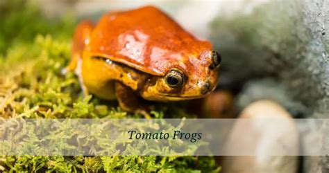 Do Tomato Frogs Make Good Pets
