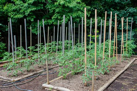 Do Tomato Plants Need Support
