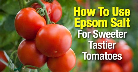 Do Tomatoes Need Epsom Salt