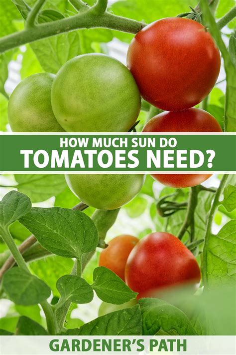 Do Tomatoes Need Full Or Partial Sun
