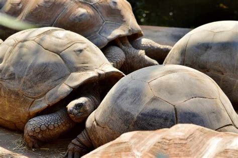 Do Tortoise Get Lonely