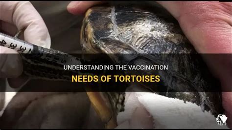 Do Tortoises Need Shots
