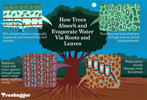 Do Trees Absorb Water