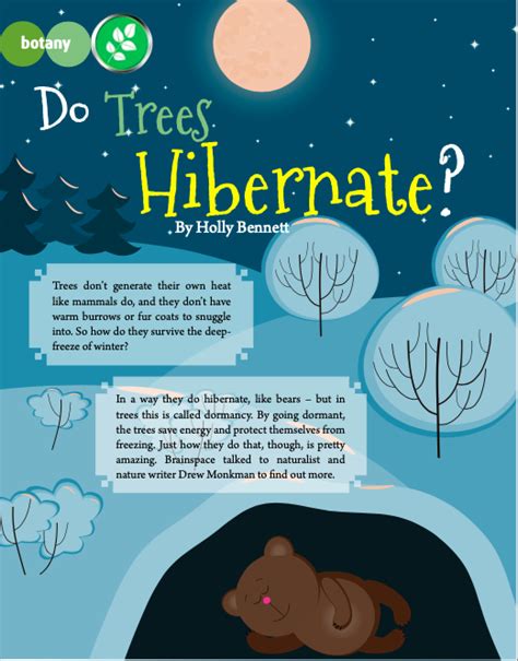Do Trees Hibernate