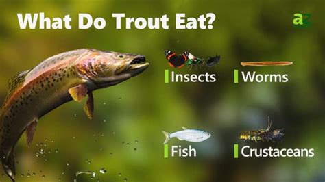 Do Trout Eat Roach