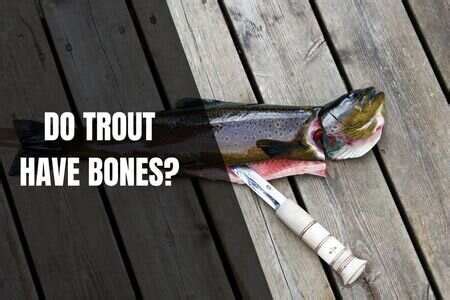 Do Trout Have Y Bones