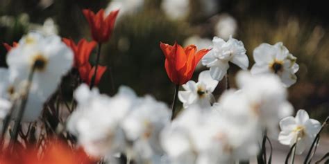 Do Tulips And Daffodils Spread