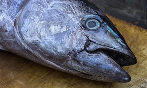 do tuna fish have teeth
