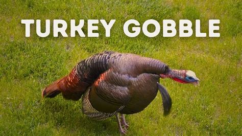 Do Turkeys Make Noise
