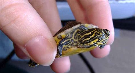 Do Turtle Like To Be Petted