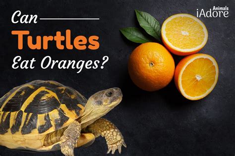 do turtles eat oranges