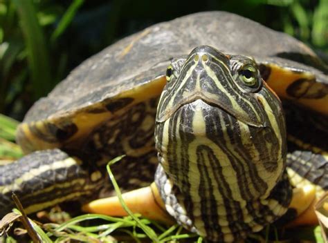 do turtles have a nose