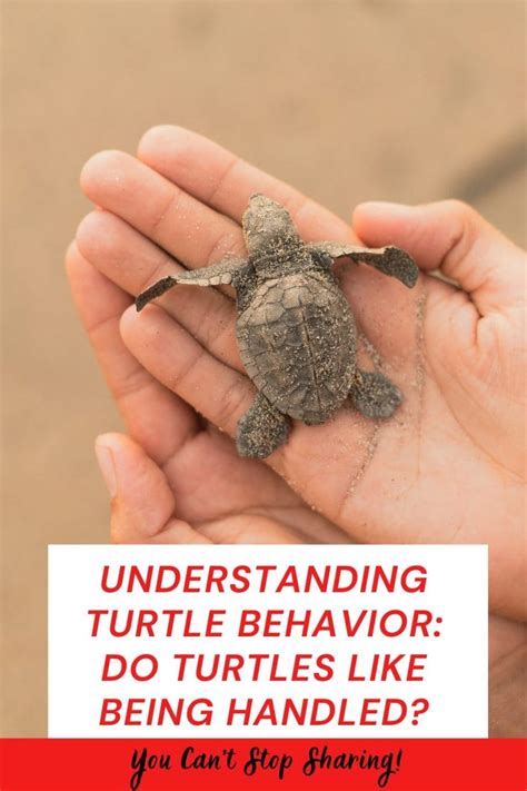 Do Turtles Like Being Handled