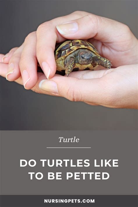 Do Turtles Like Being Petted