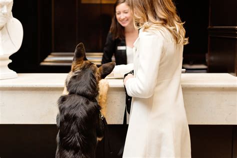 Do Universal Hotels Allow Dogs