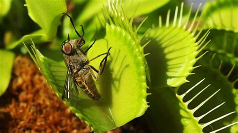 Do Venus Fly Traps Kill Bees
