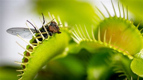 Do Venus Flytrap Plants Eat Flies