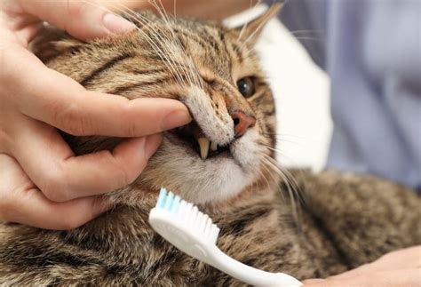Do Vets Clean Cats Teeth