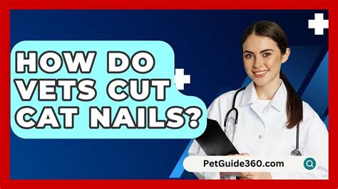 Cat Grooming: do vets cut cat nails? Yes!