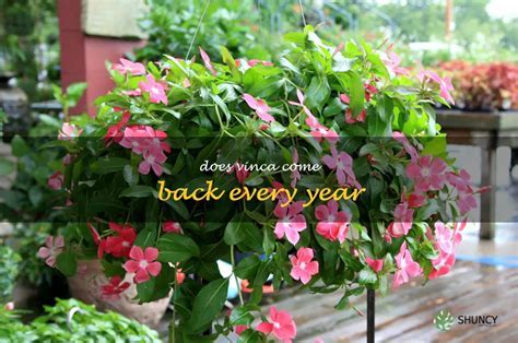 Do Vincas Come Back Every Year