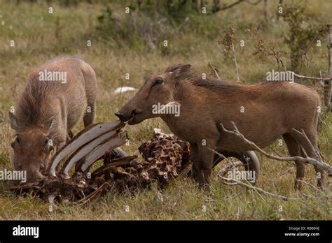 do warthogs eat meat