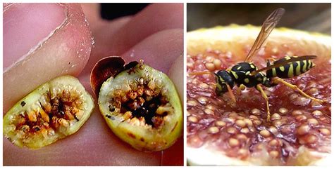 do wasps die inside figs