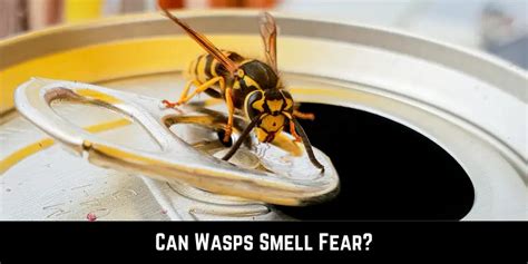 do wasps smell fear