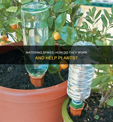 Do Watering Spikes Work