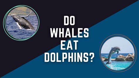 do whales eat dolphins