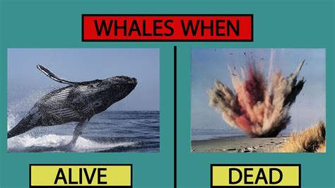 do whales explode when they die