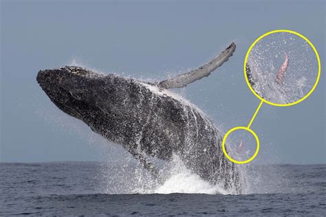 do whales have balls