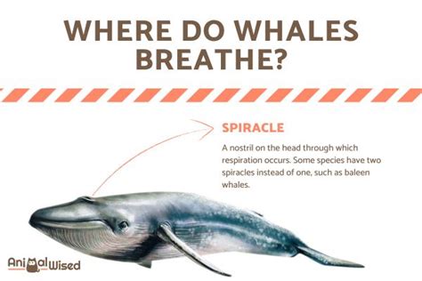 do whales have to think about breathing