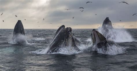 do whales live in groups
