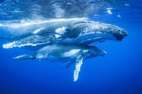 do whales move in groups