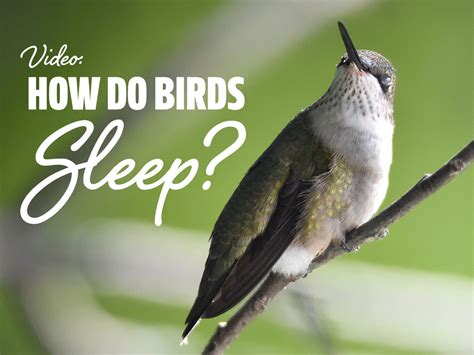 Do Wild Birds Sleep