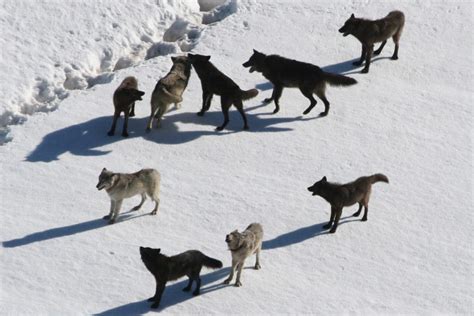 do wolf packs have leaders