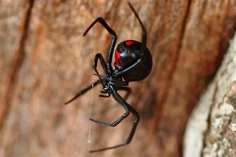 do wolf spiders kill black widows