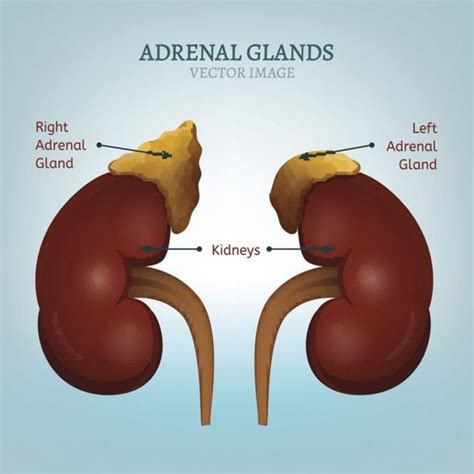 do women have adrenal glands